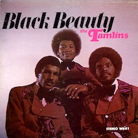 tamlins_black-beauty