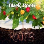 black-roots_roots